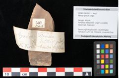 Foto (Objekt + Etikett) von Myrica lignitum Unger (NHMW-GEO-2024-0188-0507)